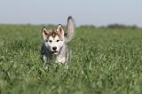 ALASKAN MALAMUTE 171
